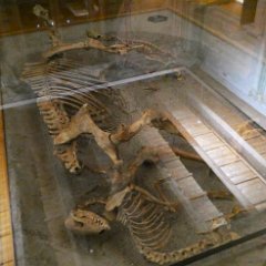 P1180396   Scheletri di cavallo decapitato e due cani del periodo longobardo.